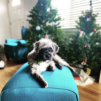 LA Pets Alive - One of our great adoptions! - Animal Shelters Near Me - Tarzana, California LA Pets Alive - One of our great adoptions! - Animal Shelters Near Me - Tarzana, California
