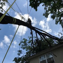 McCartney's Tree Service - Hard to access areas are our speciality, 24 hour storm damage service available.