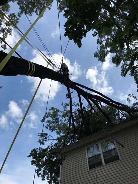 McCartney's Tree Service - tree service in Englishtown, NJ