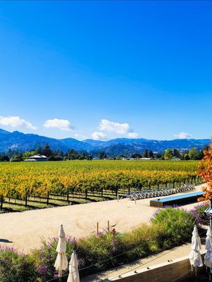 HALL Wines St. Helena by null