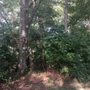 Photo of Deerwood Arboretum
