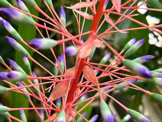 Conservatory of Flowers by null