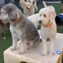 Oliver! (On the right)
