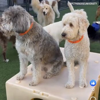 Pet Paradise Jacksonville University - Oliver! (On the right) - Pet Training Near Me - Jacksonville, Florida