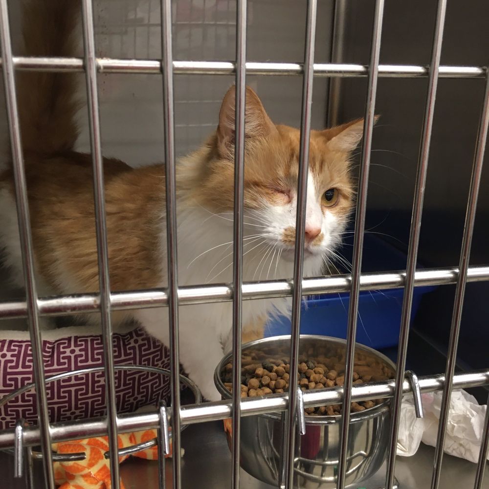 PetSmart - Cat for Adoption - wink wink (Blind in one eye) - Pet Training Near Me - Orlando, Florida PetSmart - Cat for Adoption - wink wink (Blind in one eye) - Pet Training Near Me - Orlando, Florida