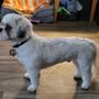 Photo of Grooming by Lou