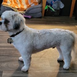 Grooming by Lou - he use. to have. long. hair.