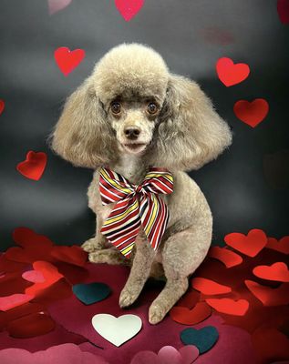 The Works Full Groom - The Works includes brush, bath and face wash with Hyponic products, deshed/condition treatment, anal glands checked by request only, ear plucked if needed, ear cleaning, teeth brushed, nail trimmed and filed, sanitary area trimmed, paws shaved and conditioned.

Then breed standard or desired full body cut.  Finish with igroom cologne and bows or bandana.