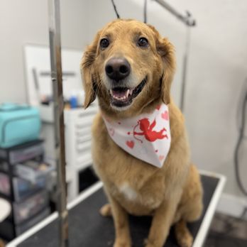 Beyond All Paws - Pet Groomers Near Me - Ogden, Utah Beyond All Paws - Pet Groomers Near Me - Ogden, Utah