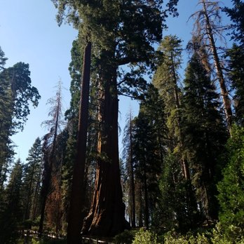 Grant Grove - Grants tree - Hiking Near Me - Badger, California Grant Grove - Grants tree - Hiking Near Me - Badger, California