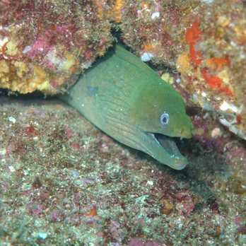 Fun Baja - Scuba Diving Near Me - La Paz, BCS