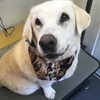 Van-Go Mobile Pet Grooming gift card