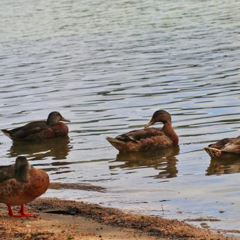 Lake Gregory Regional Park - Hiking Near Me - Crestline, California