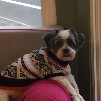 Pampered Pooch - Newest shop mascot, Meko - Pet Groomers Near Me - East Longmeadow, Massachusetts Pampered Pooch - Newest shop mascot, Meko - Pet Groomers Near Me - East Longmeadow, Massachusetts