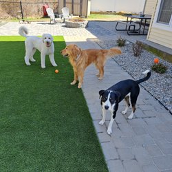 A Doggie Good Time - Mia loves to play ball