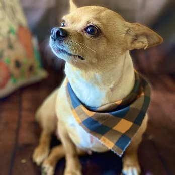 Dutch’s Grooming - Pet Groomers Near Me - Merced, California