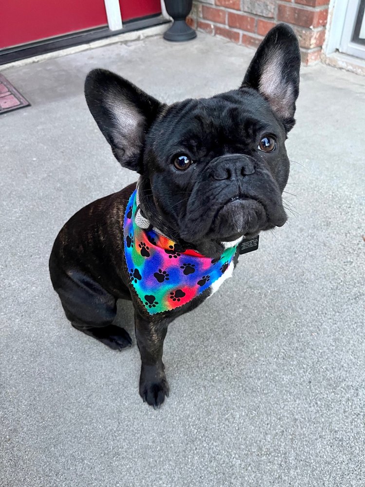 MUDDY MUTTS MOBILE GROOMING Updated June 2024 66 Photos & 23