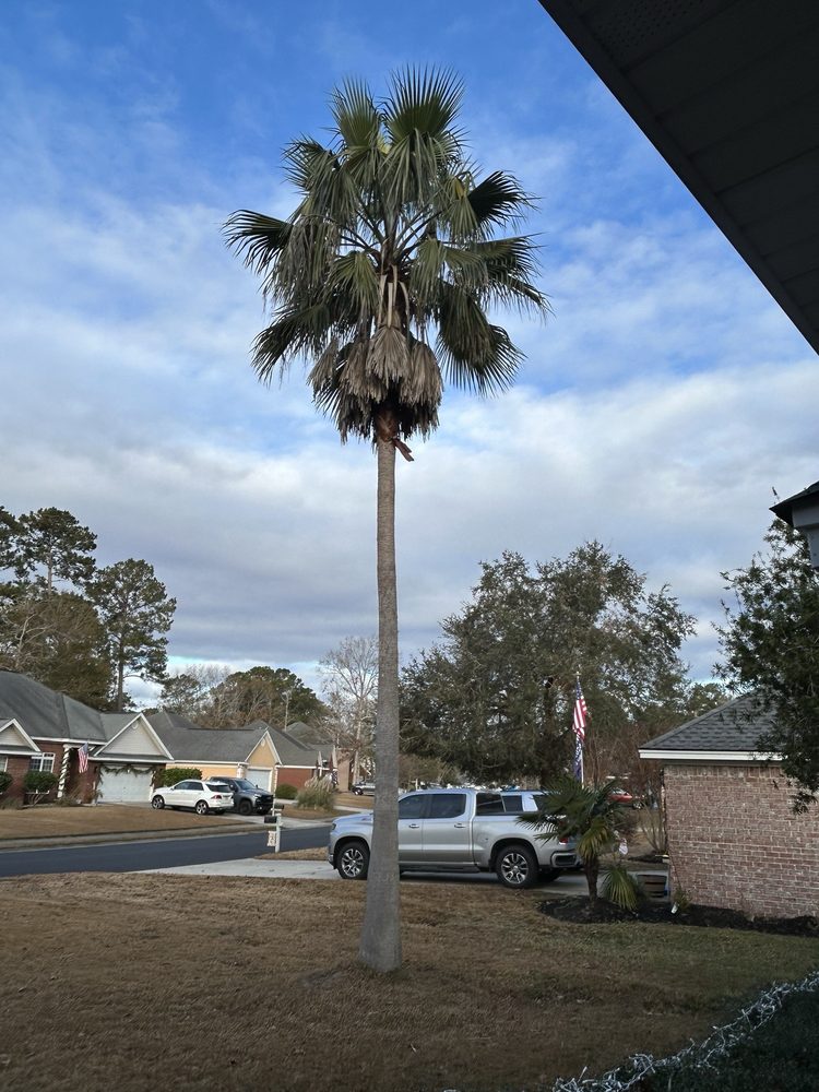 Williams Palm Tree Service - tree service in Hinesville, GA