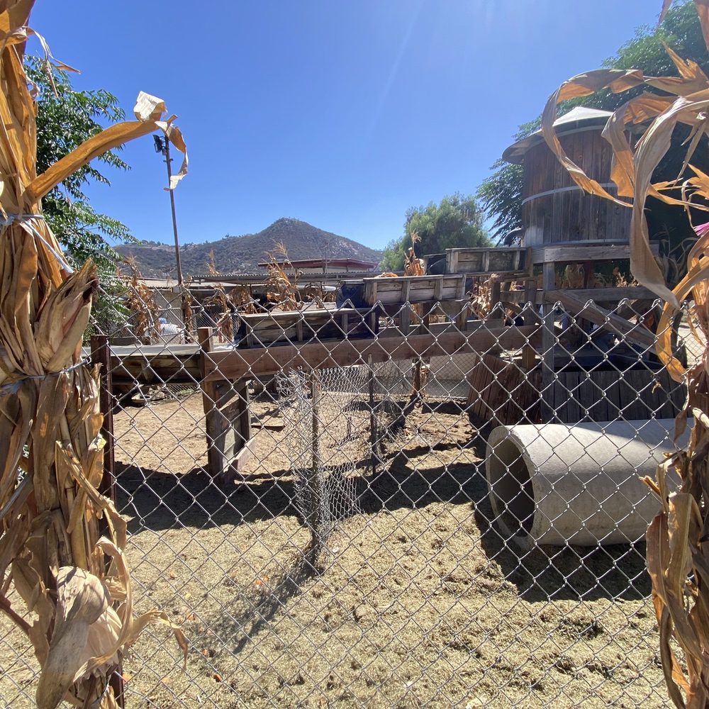 Oma's Family Farm - Pumpkin Patches Near Me - Lakeside, California