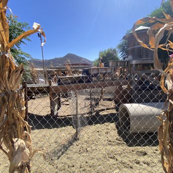 Oma's Family Farm - Pumpkin Patches Near Me - Lakeside, California Oma's Family Farm - Pumpkin Patches Near Me - Lakeside, California