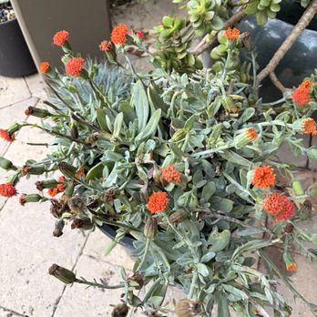 Toro Canyon Nursery, Inc. - Nurseries & Gardening Near Me - Carpinteria, California Toro Canyon Nursery, Inc. - Nurseries & Gardening Near Me - Carpinteria, California