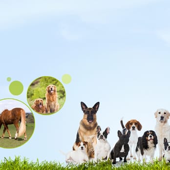 manchester pet supplies