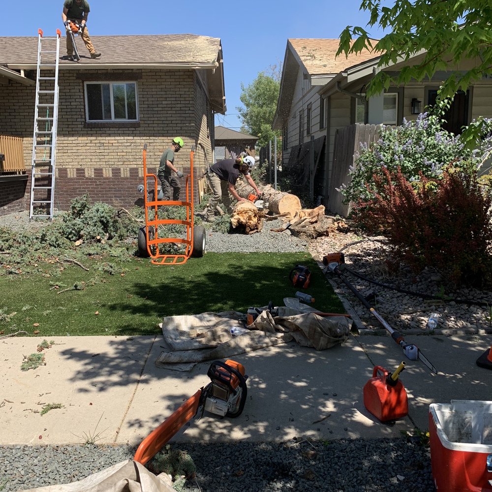 Scarlett Oaks Tree Care - Successfully dropped with no damage - Tree Services Near Me Scarlett Oaks Tree Care - Successfully dropped with no damage - Tree Services Near Me
