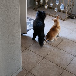 Kindred Spirits Pet Services - Enjoying a breath of fresh air and waiting for our mailman.