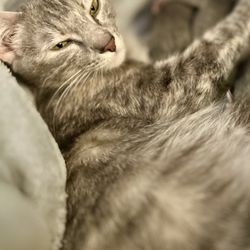Dallas Cat Lady - Cat tax