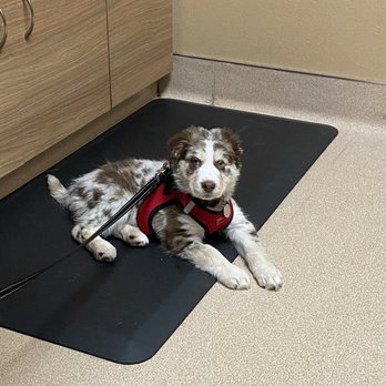 All Creatures Animal Hospital - Baby boy getting his first wellness exam - Veterinarians Near Me - Graham, Washington All Creatures Animal Hospital - Baby boy getting his first wellness exam - Veterinarians Near Me - Graham, Washington
