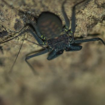 Portland Insectarium - Amblypygid photo taken during our macro photography class! - Zoos Near Me - Portland, Oregon Portland Insectarium - Amblypygid photo taken during our macro photography class! - Zoos Near Me - Portland, Oregon