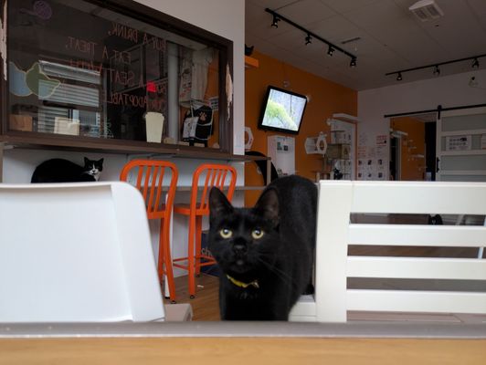 Mew Haven Cat Cafe by null