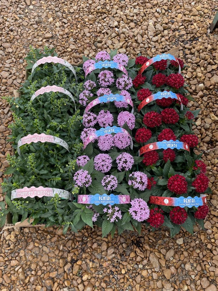 ARROWHEAD NURSERY Updated August 2024 11 Photos 7466 Smythe Farm