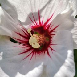 Botanischer Garten Kassel - Hibiskusblüte