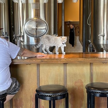 Benny Boy Brewing - Cat cruising - Breweries Near Me - Los Angeles, California
