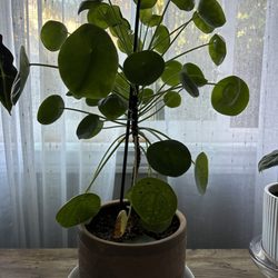Paraíso Plant Studio - Pilia - Chinesse money plant.