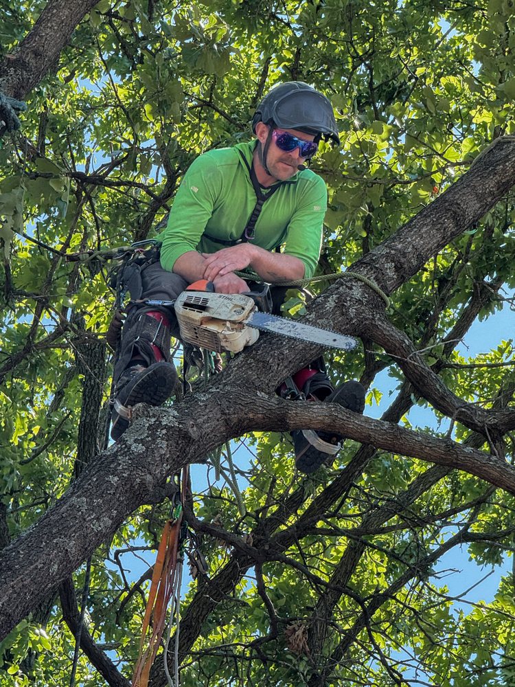 Paragon Tree Care - tree service in Tulsa, OK