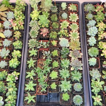Evergreen Farm - Nurseries & Gardening Near Me - San Jose, California Evergreen Farm - Nurseries & Gardening Near Me - San Jose, California