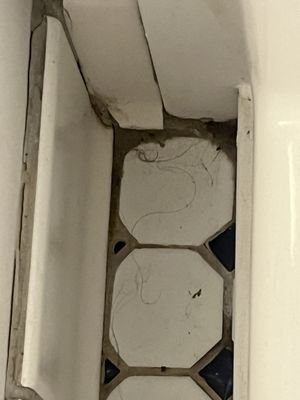 American Cruise Lines by null