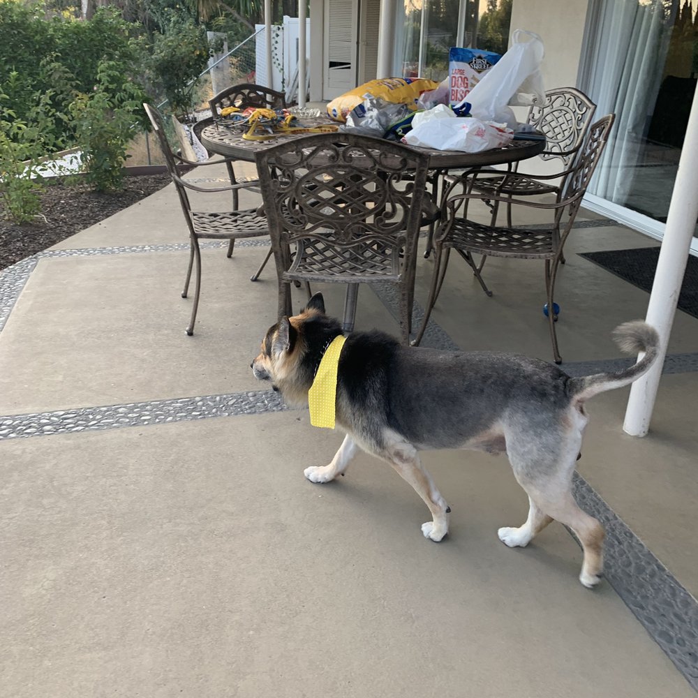 Pets R Us - Pet Sitting Near Me - Glendale, California Pets R Us - Pet Sitting Near Me - Glendale, California