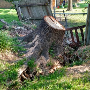 Jimmys stump grinding service - Tree Services Near Me - Texarkana, Texas Jimmys stump grinding service - Tree Services Near Me - Texarkana, Texas
