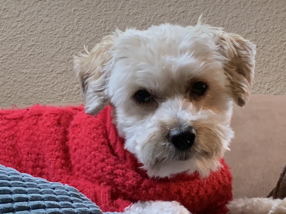 Zoe Waggoner, MA - Counseling & Hypnotherapy - grief counselor in Olympia, WA