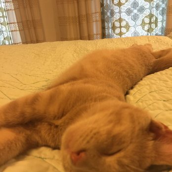 cozy cat adoption center