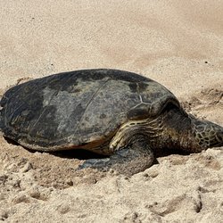 Honu resting