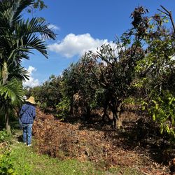 Fresh Gardens