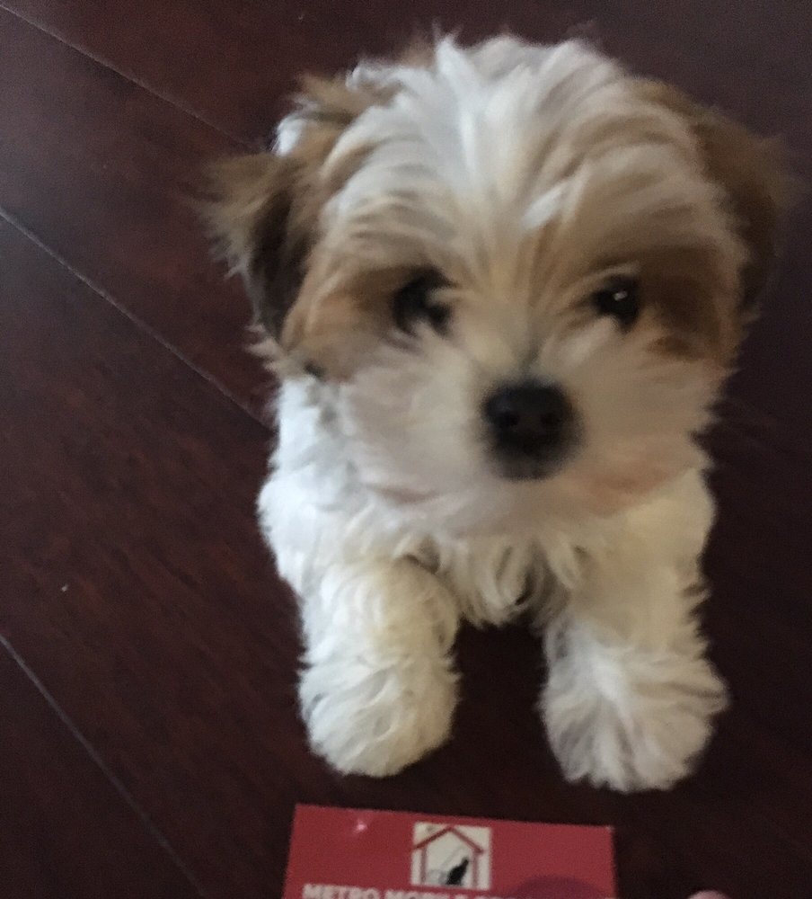 metro mobile groomers