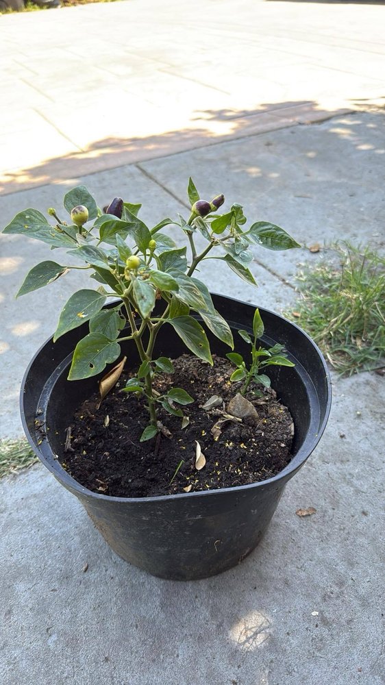 Most Holy Trinity School - childcare center in San Jose, CA