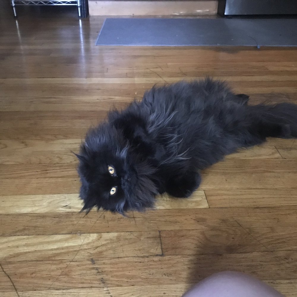 House Call Cat Grooming - before: the coat is bulky and matted in places - Pet Groomers Near Me - Dorchester, Massachusetts House Call Cat Grooming - before: the coat is bulky and matted in places - Pet Groomers Near Me - Dorchester, Massachusetts