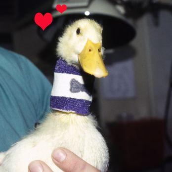 island exotic veterinary care