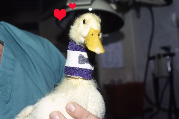 island exotic vet care